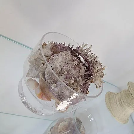 Excellent غالّيبولي